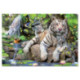 Puzzle 1000 Piezas Tigres Blancos de Bengala
